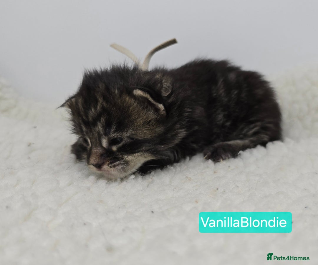 Maine Coon cats for sale: Maine Coon Kittens (Russian & Golden lines) - Advert 23