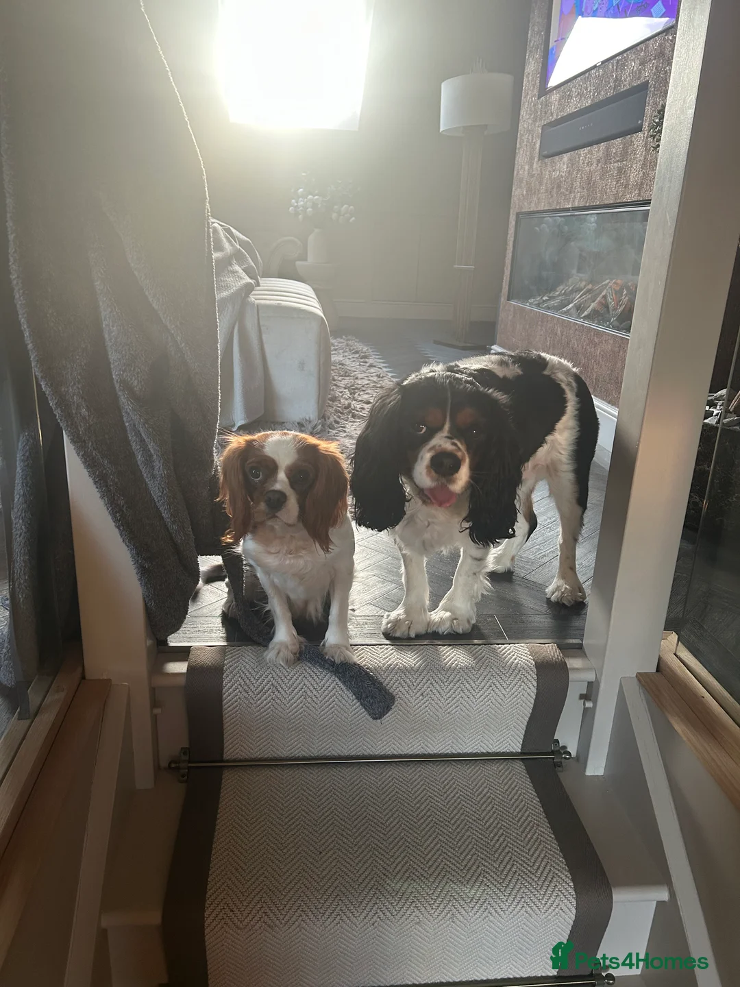 Cavalier King Charles Spaniel dogs for sale: Loving home for Lottie  - Advert 4
