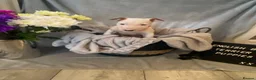 English Bull Terrier dogs for sale: 🐾✨ STUNNING ENGLISH BULL TERRIER PUPPIES ✨🐾 - Advert 14