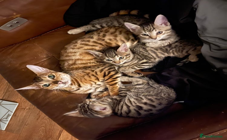 Bengal cats - Advert 10