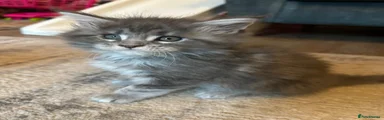 Maine Coon 3