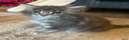 Maine Coon cats for sale: Mainecoon  - Advert 5