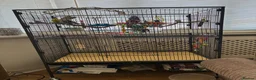 Budgerigars birds for sale: Two male budgies  in Houghton le Spring - Advert 3