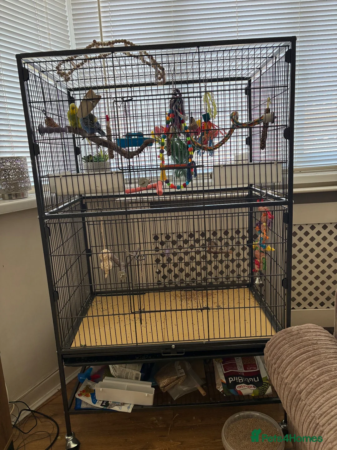 Budgerigars birds for sale: Two male budgies  in Houghton le Spring - Advert 3