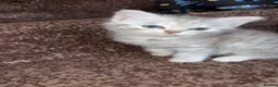 Persian cats for sale:  Beautiful Kittens Looking for Their Forever Homes in Rochdale - Advert 5