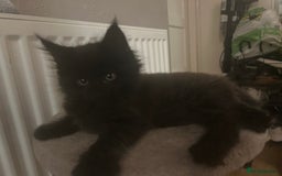 Maine Coon cats for sale: 5 beautiful maine coones  - Image 26