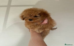 Toy Poodle dogs for sale: Extremely rare blue tiny Kc Reg Toy Poodle Puppy! - Image 26