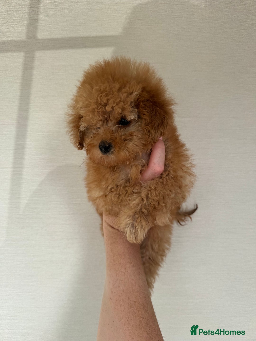 Toy Poodle dogs for sale: Extremely rare blue tiny Kc Reg Toy Poodle Puppy! - Image 26