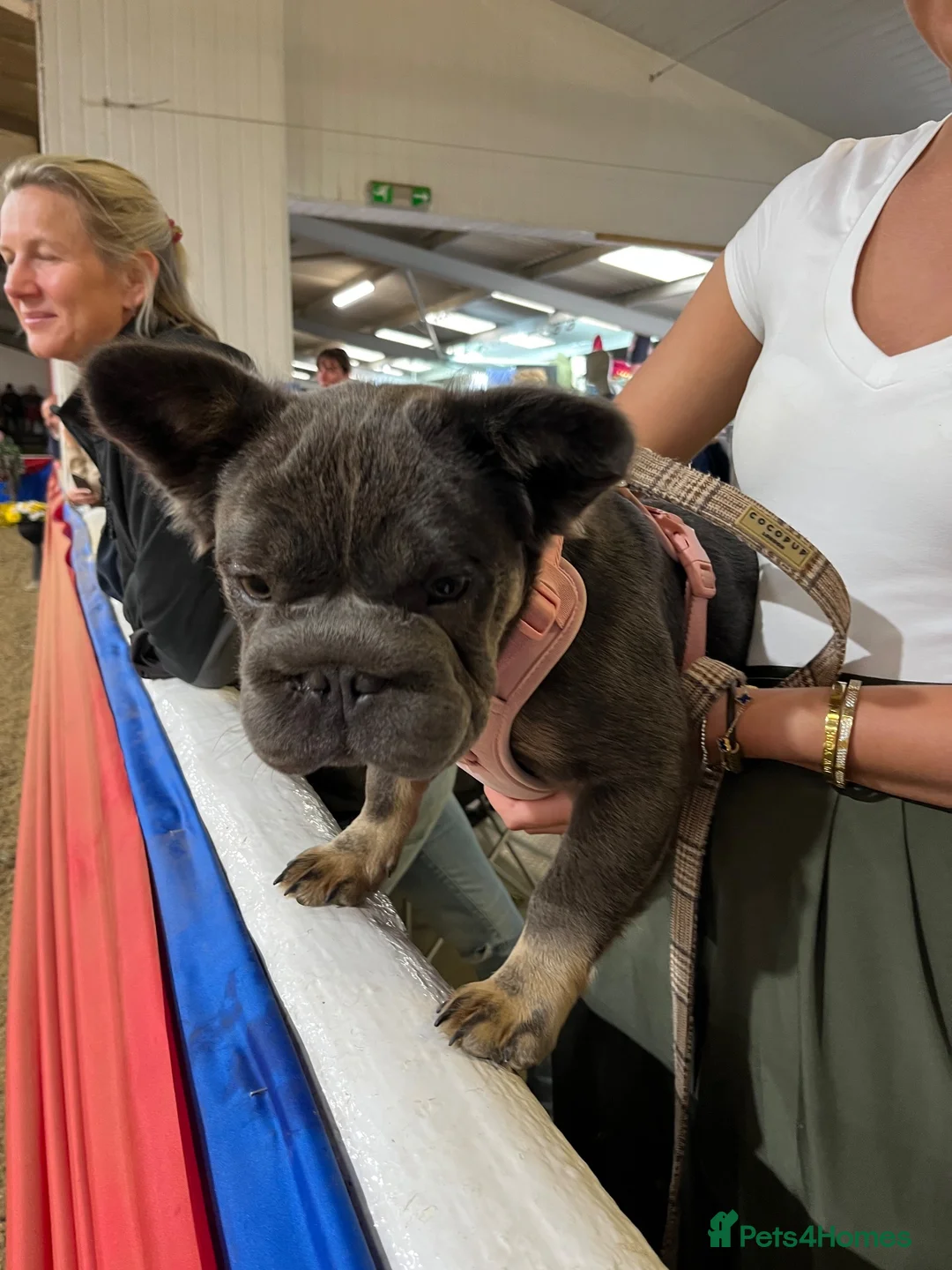 French Bulldog dogs for sale: Fluffy Frenchie  - Advert 2