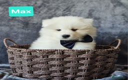 Samoyed dogs for sale: Beautiful Samoyed Puppies! ✨* - Image 7