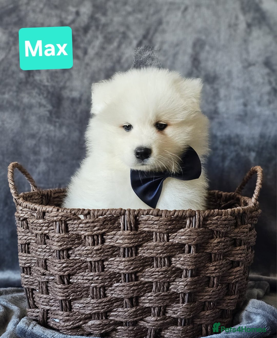 Samoyed dogs for sale: Beautiful Samoyed Puppies! ✨* - Image 7