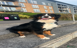 Bernese Mountain Dog dogs for stud: Bernese Mountain Dog for stud in Glasgow - Image 1
