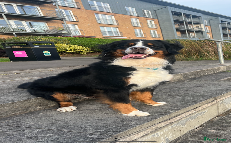 Bernese Mountain Dog dogs in Glasgow - Advert 1