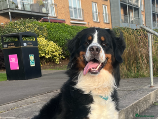 Bernese Mountain Dog dogs in Glasgow - Advert 9