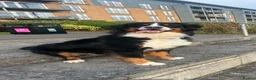 Bernese Mountain Dog dogs for stud: Bernese Mountain Dog for stud in Glasgow - Advert 2
