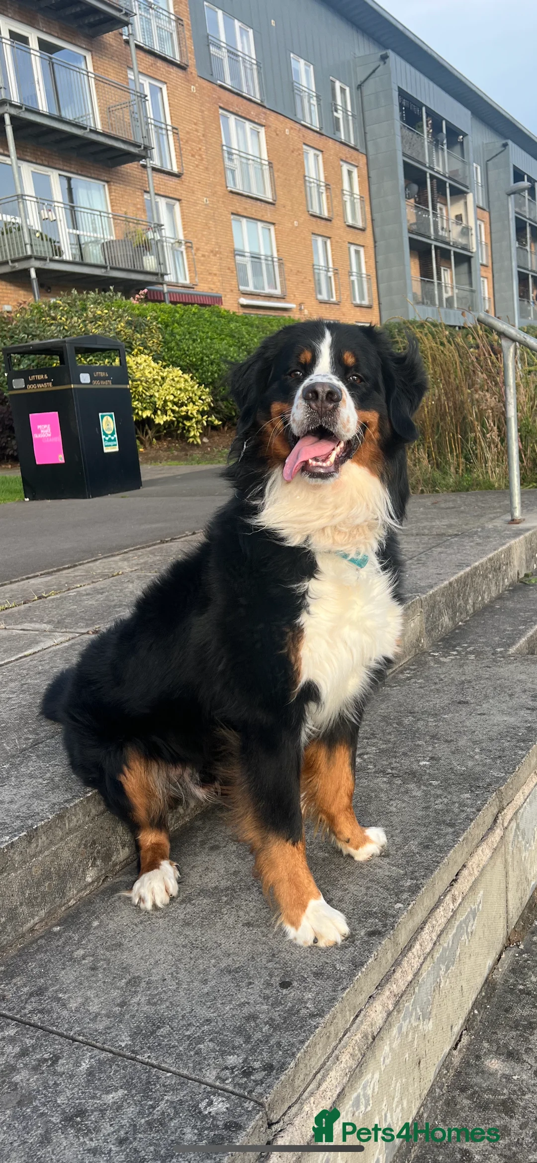 Bernese Mountain Dog dogs for stud: Bernese Mountain Dog for stud in Glasgow - Advert 2