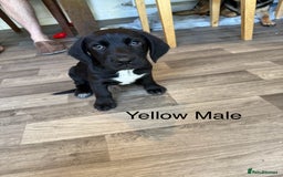 Mixed Breed dogs for sale: Beautiful Doberman X springer spaniel pups in Hawick - Image 38