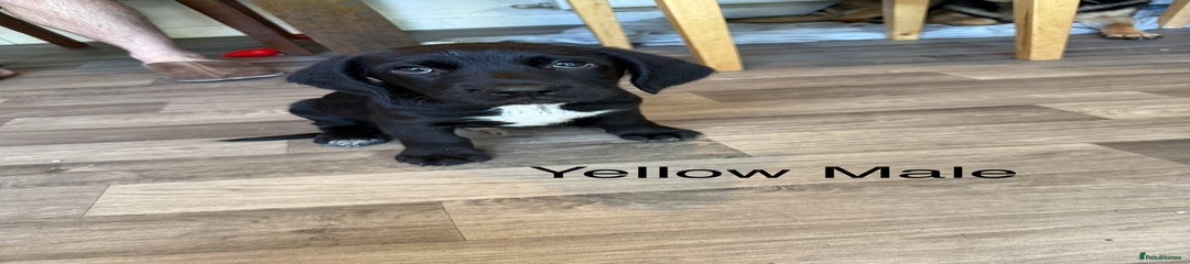 Puppy 4 yellow