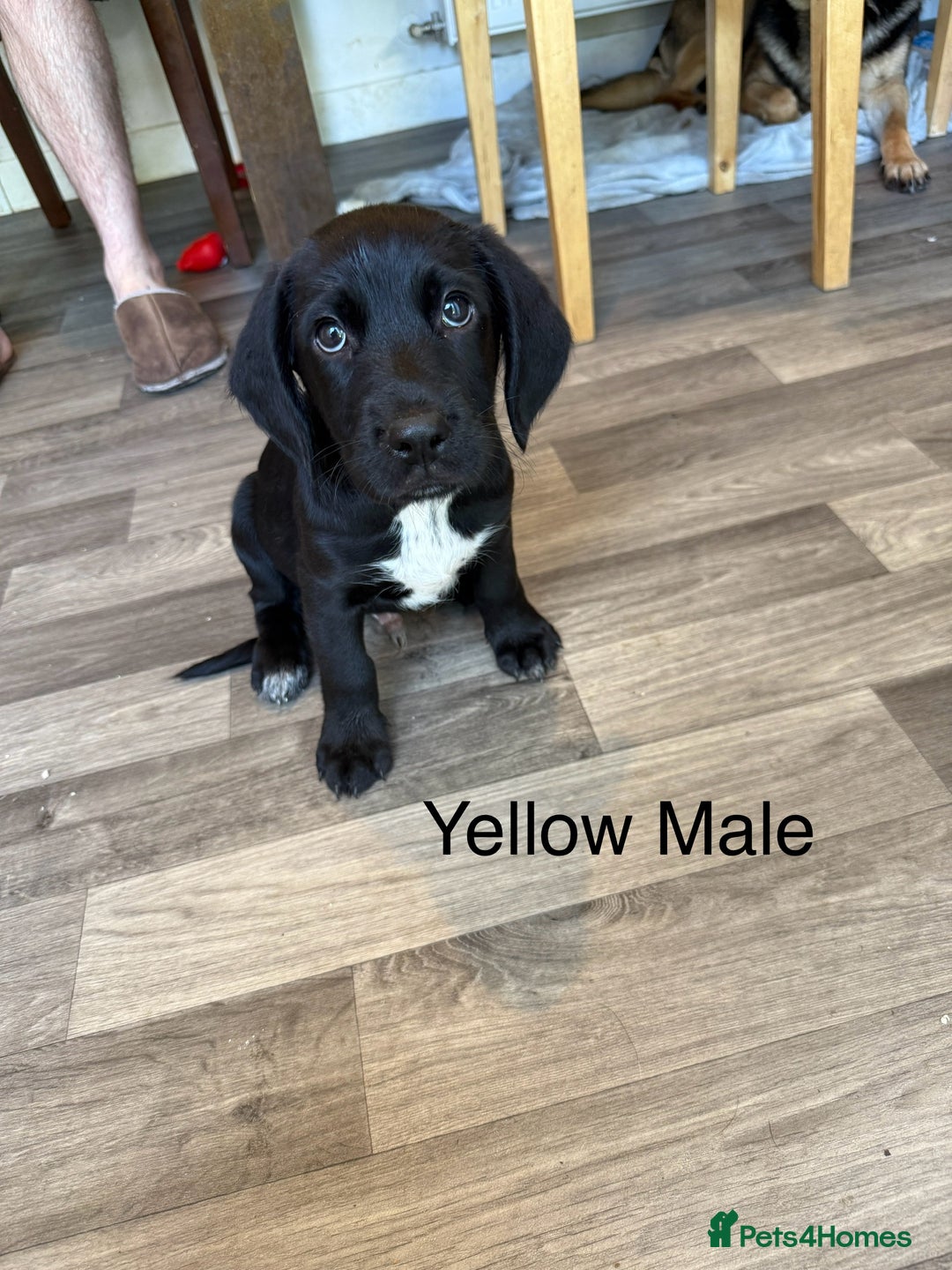 Mixed Breed dogs for sale: Beautiful Doberman X springer spaniel pups in Hawick - Image 38