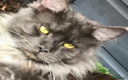 Maine Coon cats for stud: Stud Gccf duel Tica active blue smoke  in Grantham - Image 12