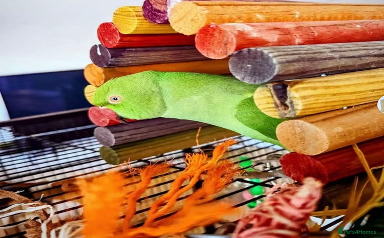 Ringnecks birds - Advert 2