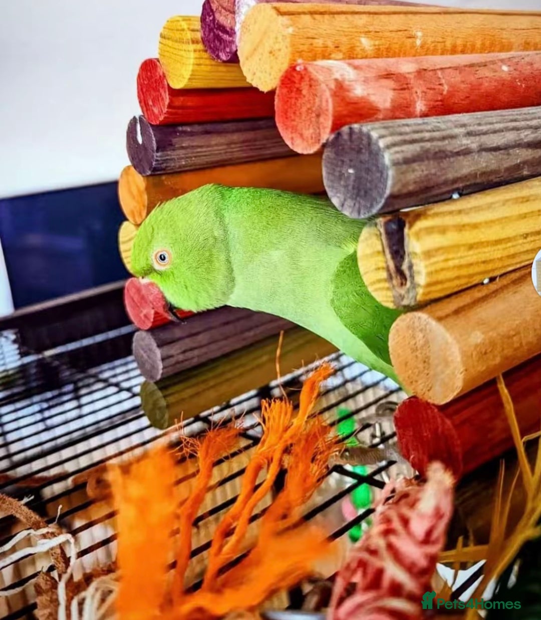 Ringnecks birds for sale: 4 months old ring neck available for sale  - Image 1