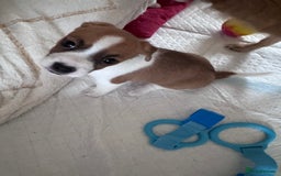 Jack Chi dogs for sale: Jack-chi puppies - Advert 24