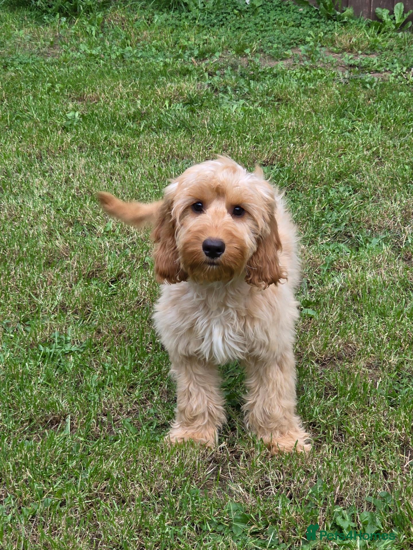 Cockapoo dogs 1 female F1 Cockapoo - Advert 4