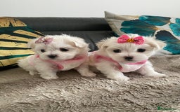 Maltese dogs for sale: 🌟KC STUNNING half-Korean Maltese puppies 🌟 - Image 7