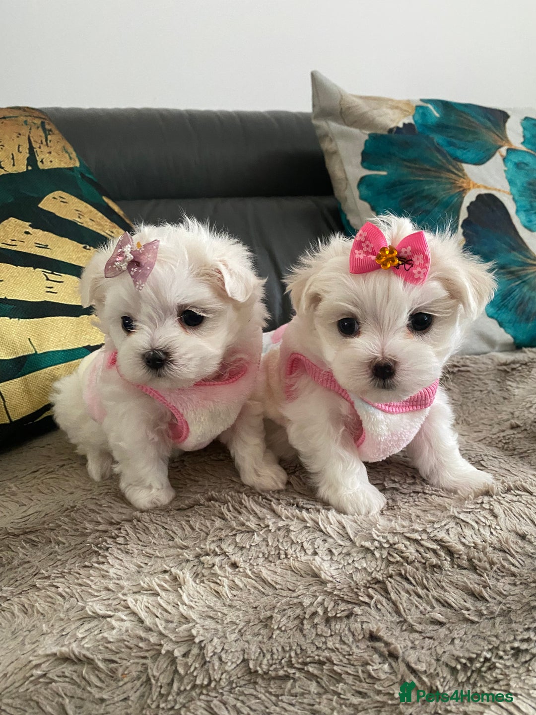 Maltese dogs for sale: 🌟KC STUNNING half-Korean Maltese puppies 🌟 - Image 7