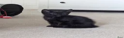 Mixed Breed cats for sale: 3 black kittens ready now in Chesterfield - Advert 4
