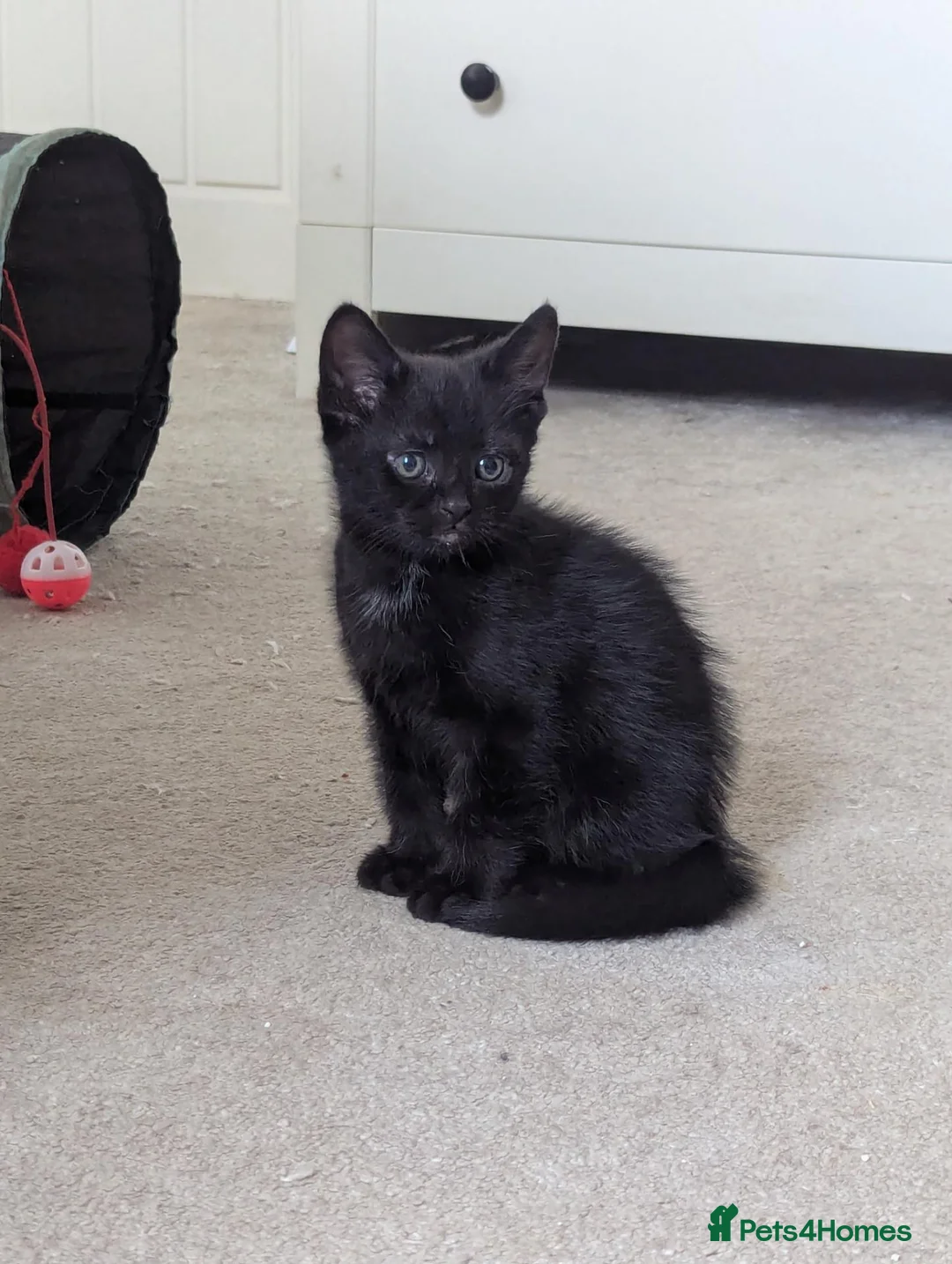 Mixed Breed cats for sale: 3 black kittens ready now in Chesterfield - Advert 4