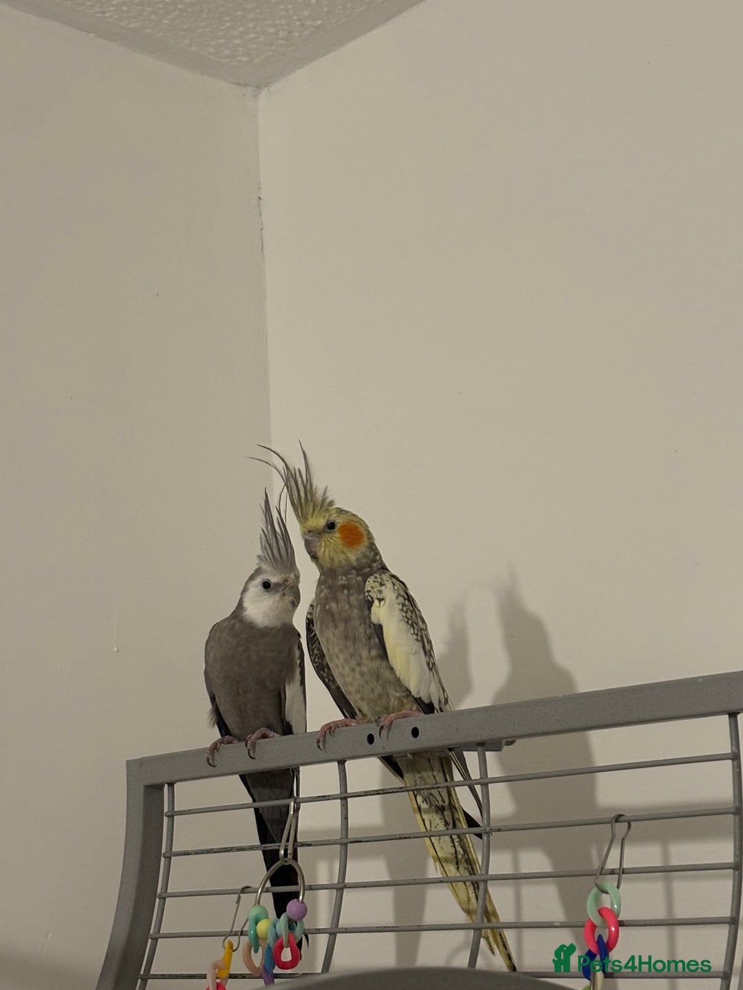 Cockatiels birds for sale: Beautiful Proven Pair of Cockatiels  - Image 2
