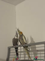 Cockatiels birds - Advert 2