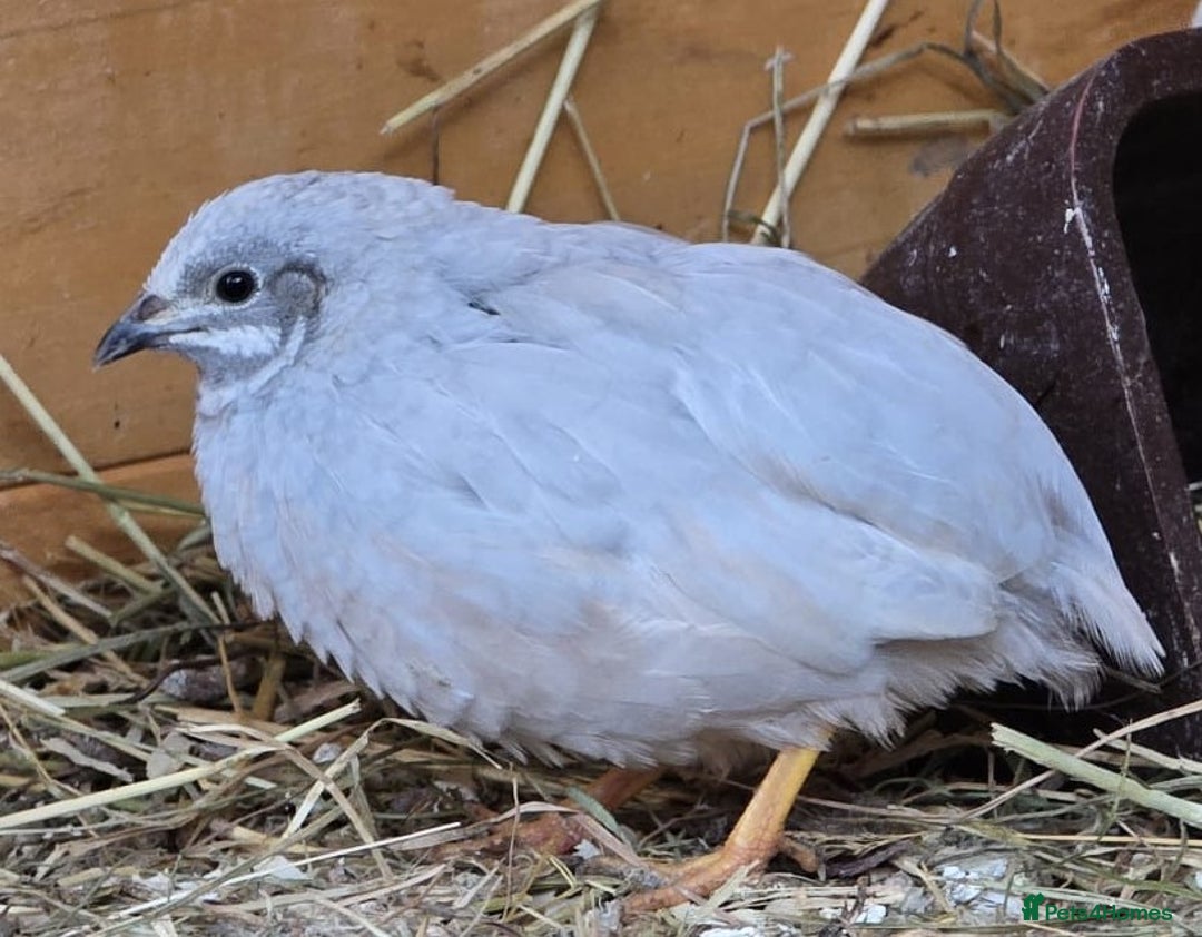Quail poultry for sale: Chinese Painted and Coturnix Quail - Advert 2