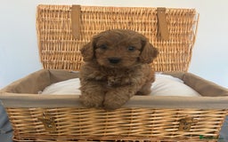 Cavapoo dogs for sale: Stunning, F1 Cavapoo fully health tested parents  - Image 12
