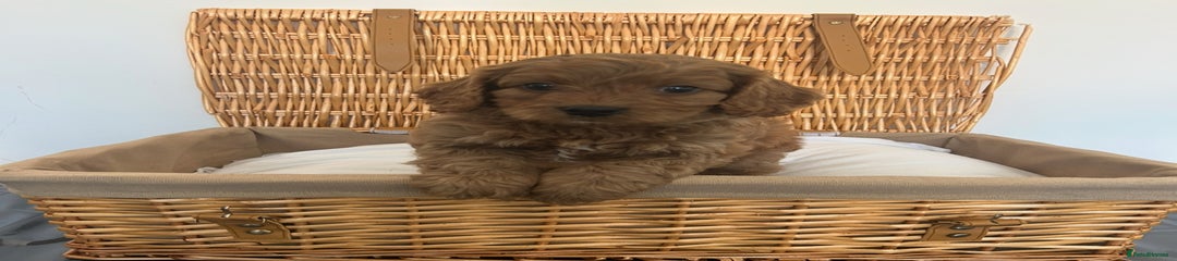 Cavapoo Puppy 1