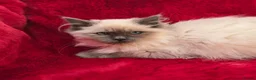 Ragdoll cats for sale: GCCF Registered Ragdoll Kittens  - Advert 17