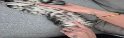 Mixed Breed cats for sale: Mixed bengal kittens - Advert 19