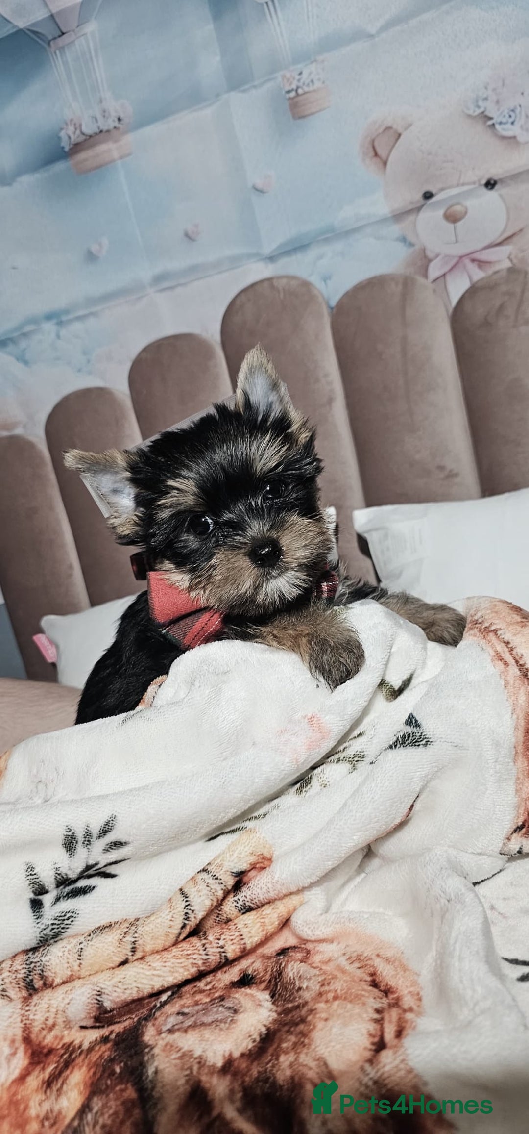 Yorkshire Terrier dogs for sale: Tiny miniature Yorkshire terriers - Advert 28