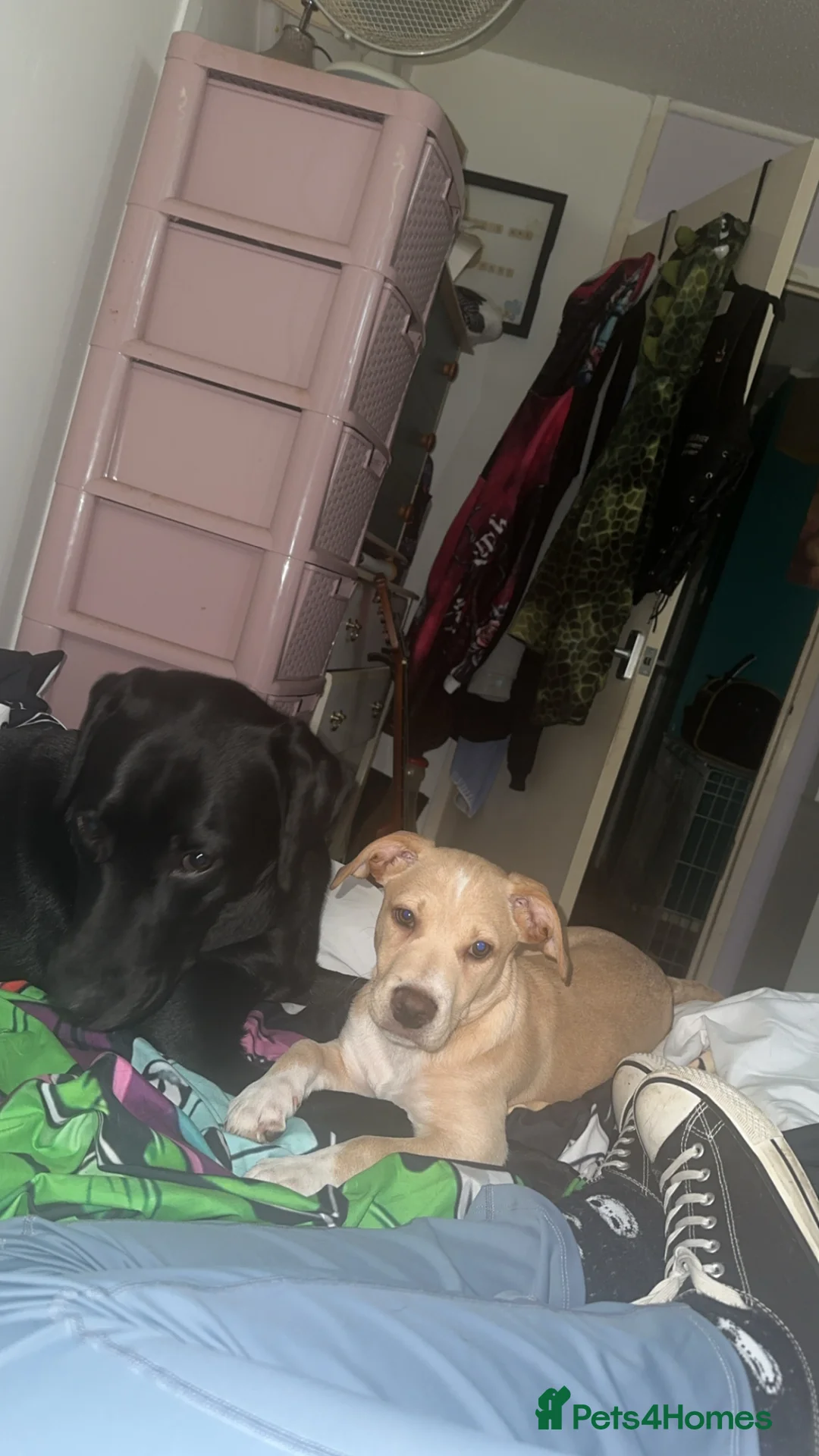 Mixed Breed dogs for sale: Jack Russell x lab - Advert 3