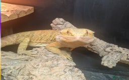 Bearded Dragon reptiles for sale: Male leather back bearded dragon - Image 3