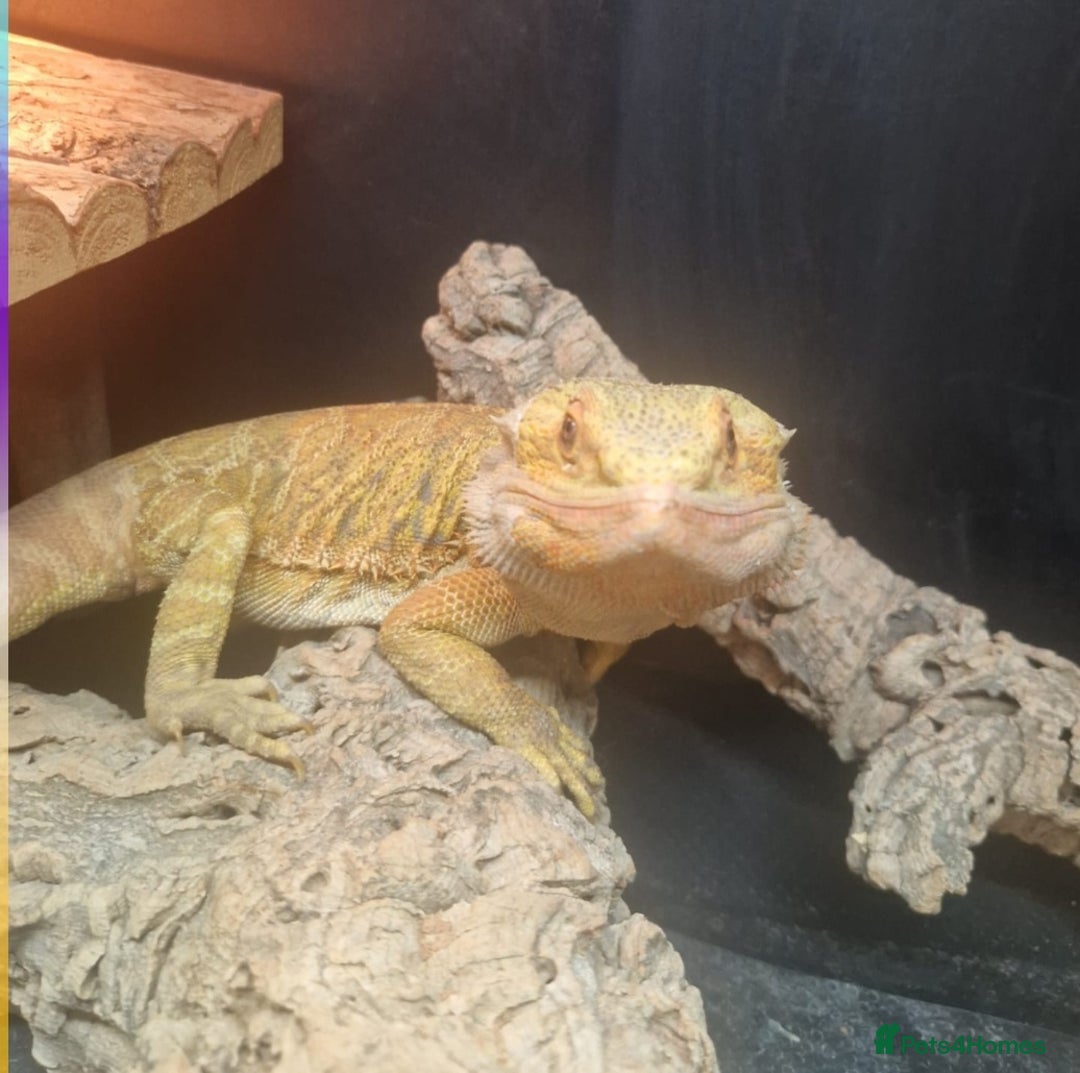 Bearded Dragon reptiles for sale: Male leather back bearded dragon - Image 3