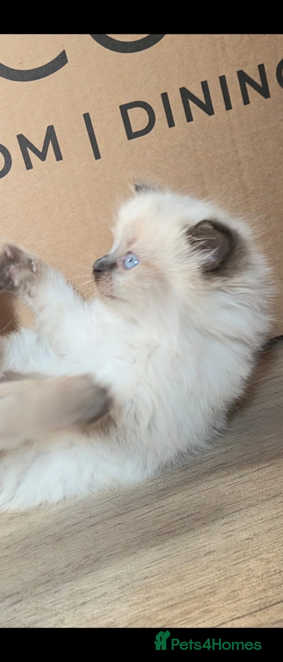 Mixed Breed cats for sale: White Fluffy blue eyed kitten - Advert 1