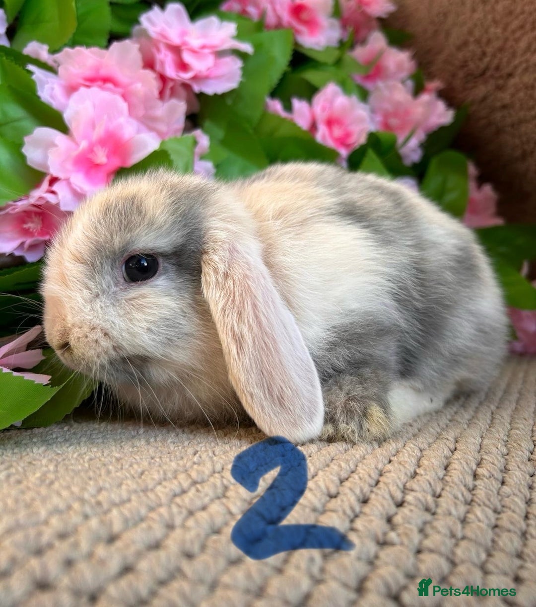 Mini Lop rabbits for sale: Mini lops  7 weeks old - Image 11