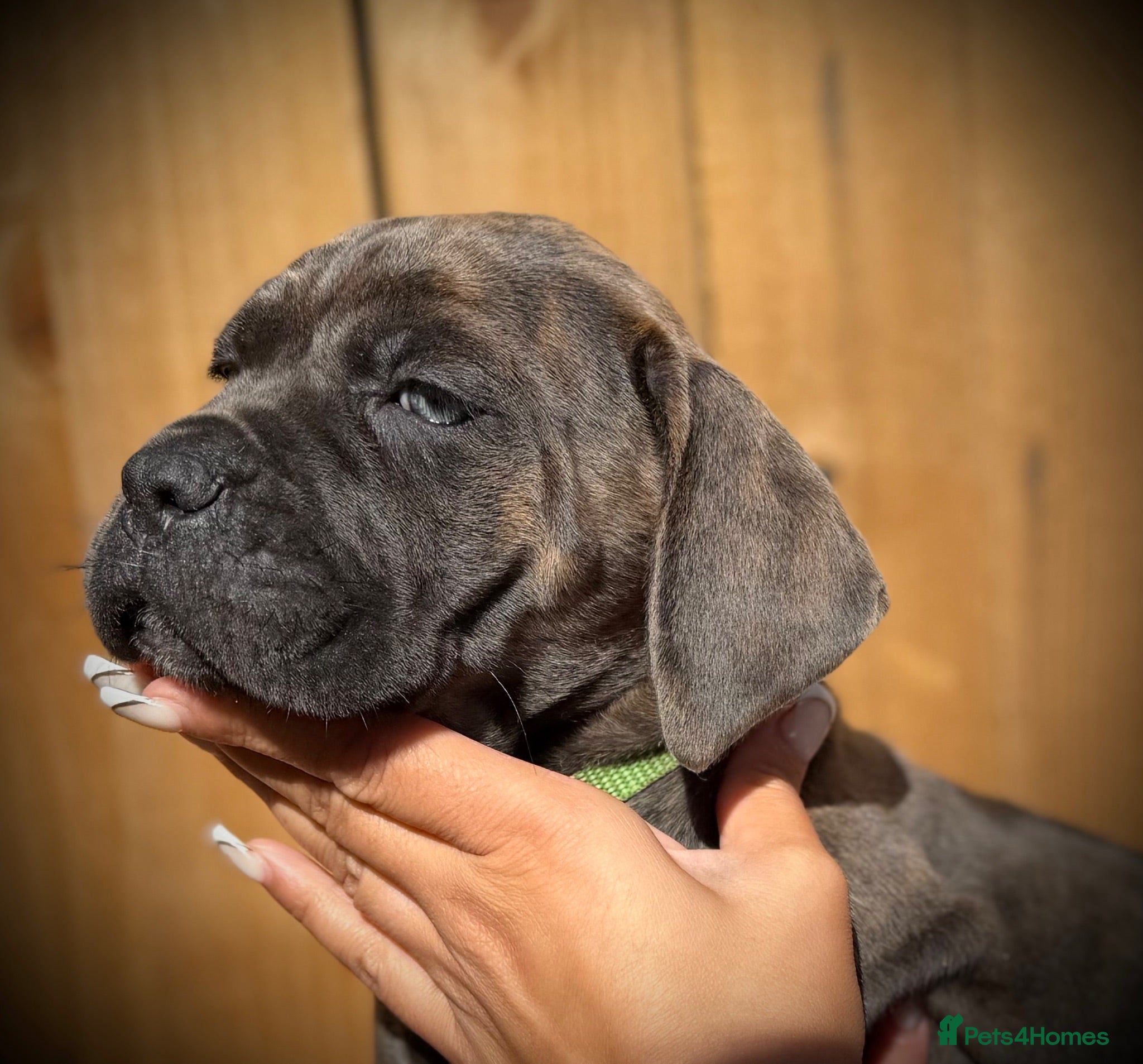 Cane Corso dogs 🐾 Balestra Magica Corso – Litter “K” 🐾 - Advert 1