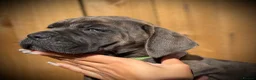 Cane Corso dogs for sale: 🐾 Balestra Magica Corso – Litter “K” 🐾 IKC/FCI - Advert 8