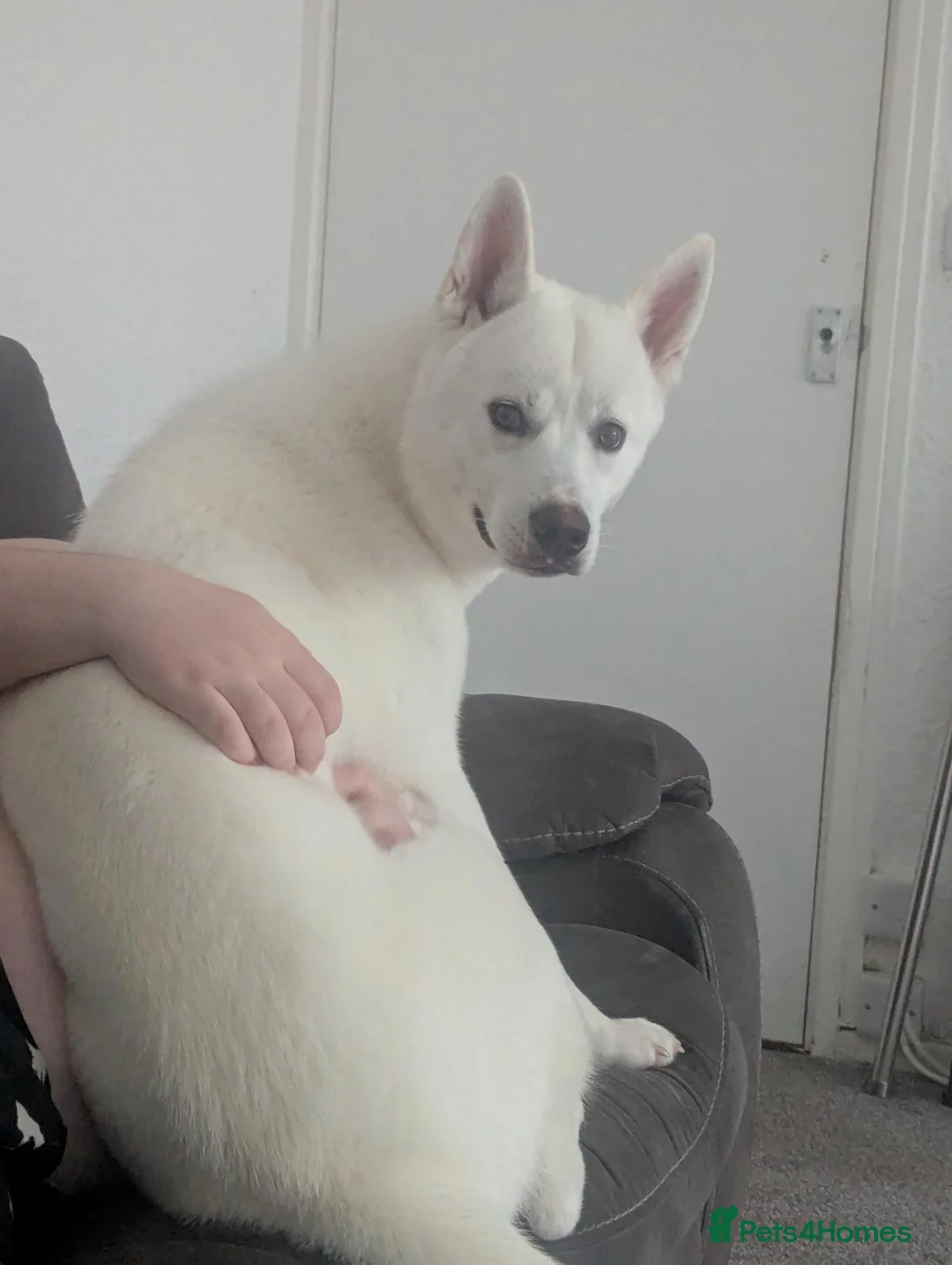 Huskita dogs for sale:    URGENT REHOME Beautiful bear huskita  - Advert 7