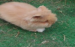 Lionhead rabbits for sale: Beautiful Double Maned Lionhead Babies - Image 7