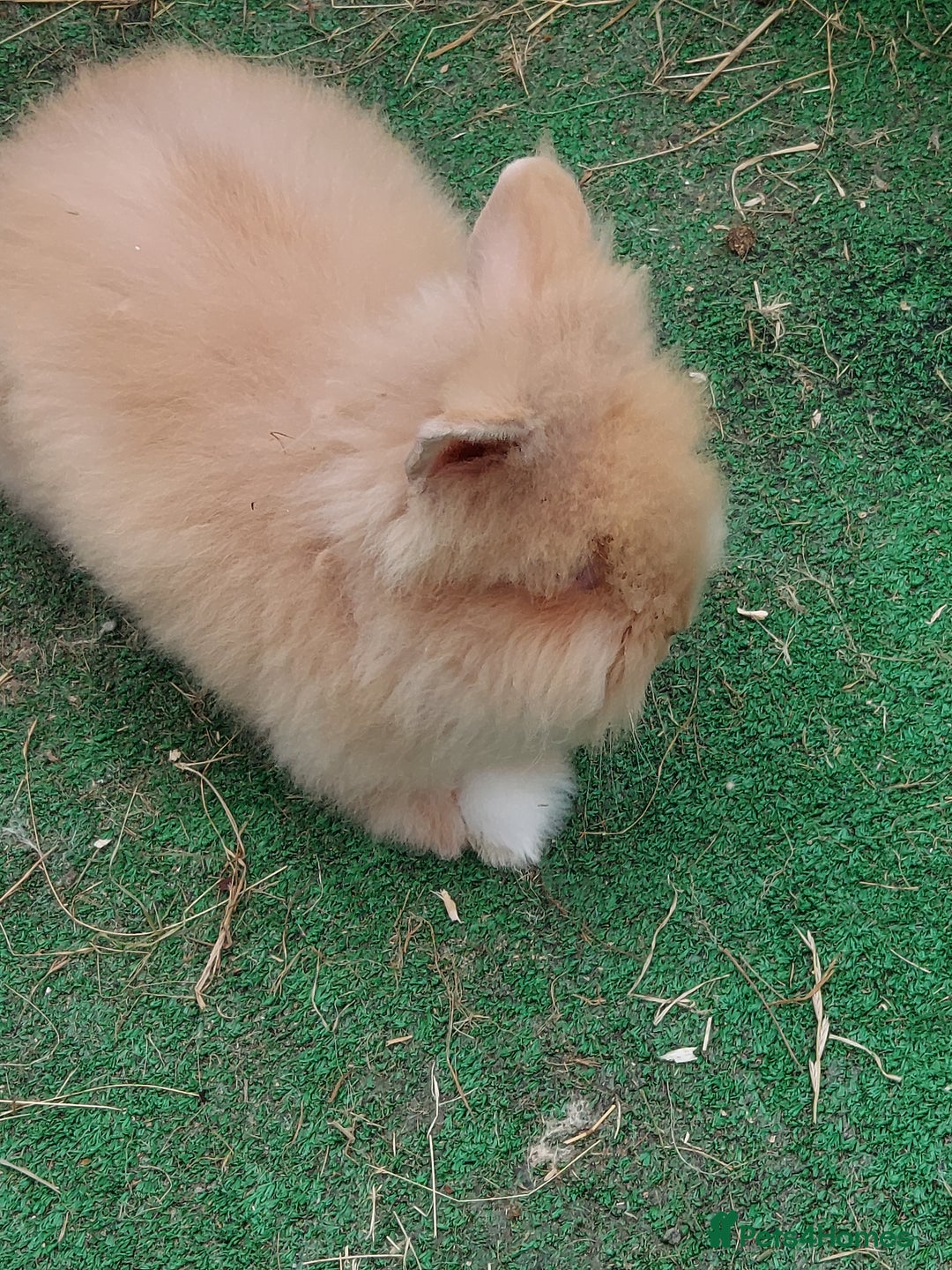 Lionhead rabbits for sale: Beautiful Double Maned Lionhead Babies - Image 7